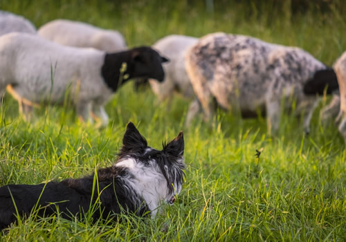 Sheep Dog Herding with Flying Bucket Farm